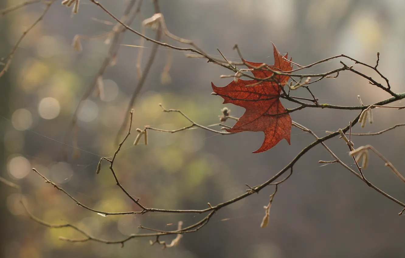 Photo wallpaper autumn, branches, sheet