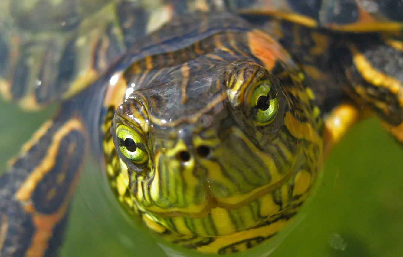 Photo wallpaper green, turtle, Face