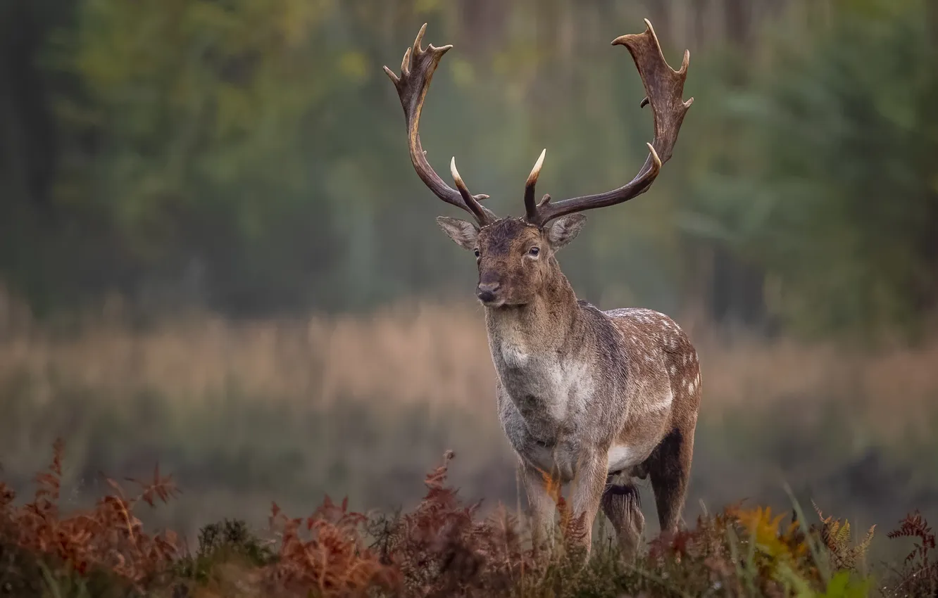 Photo wallpaper look, deer, horns, wildlife