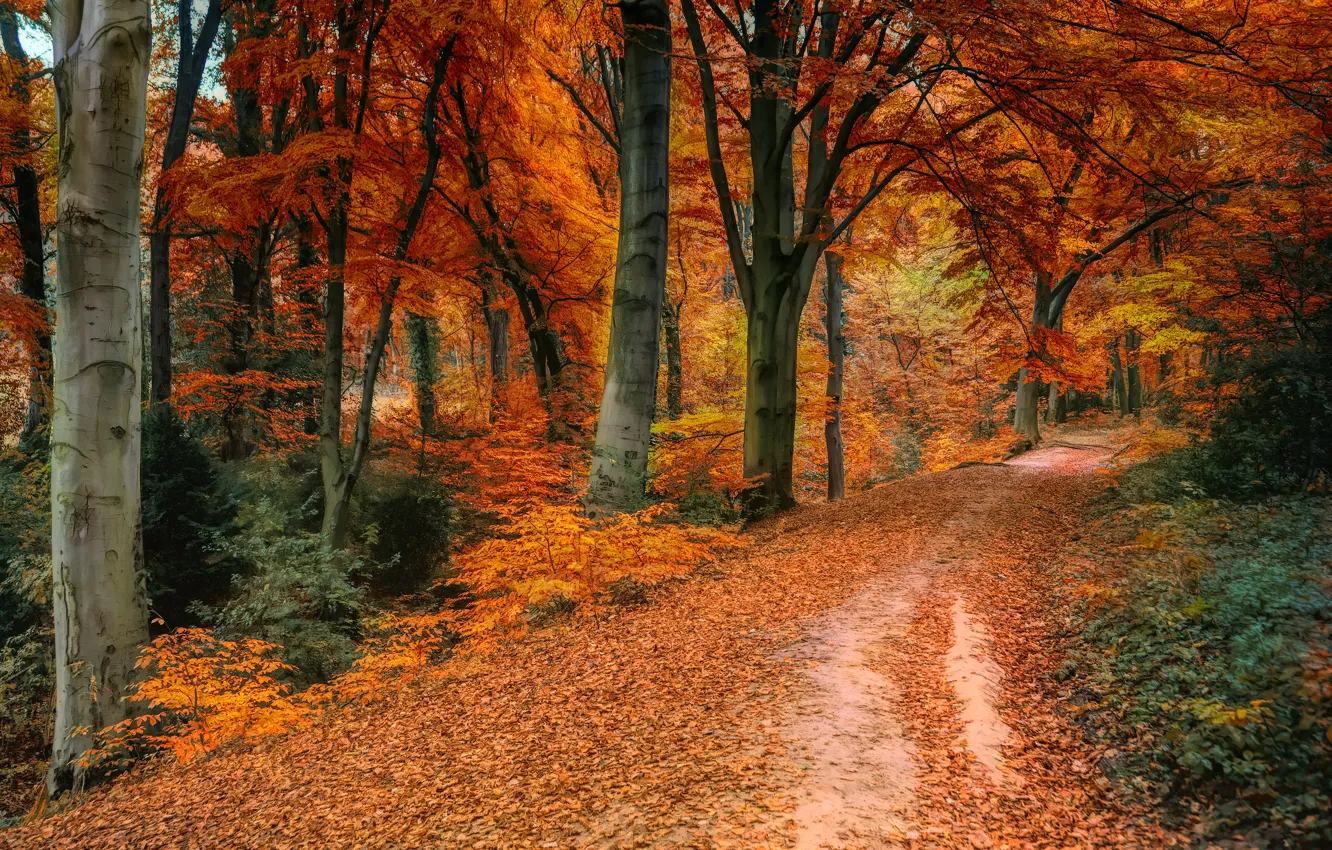 Photo wallpaper road, autumn, forest, trees, landscape, nature, Park