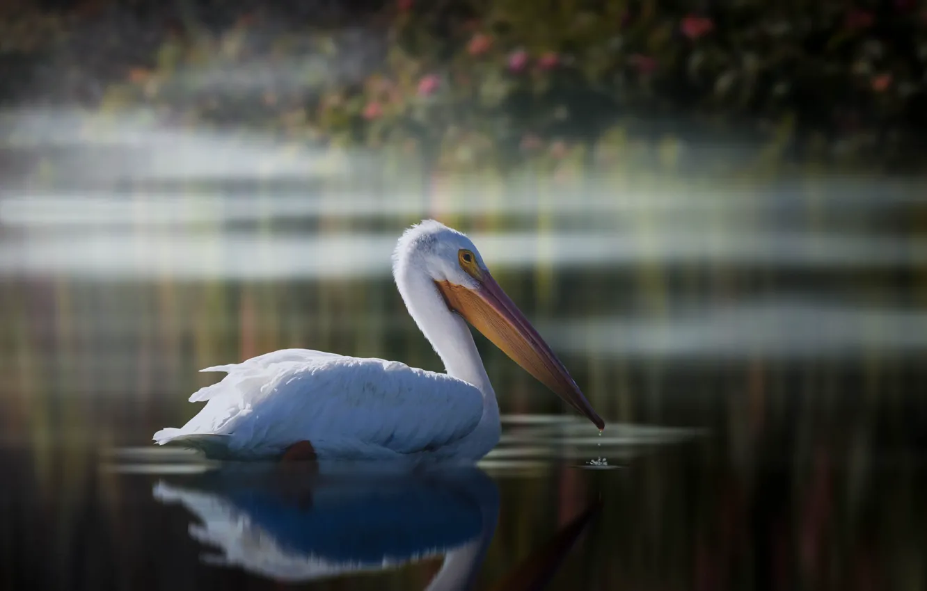 Photo wallpaper bird, pond, Pelican