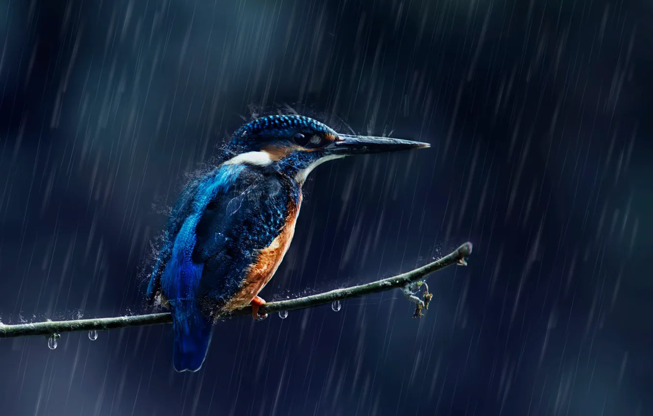 Photo wallpaper drops, squirt, rain, bird, branch, Kingfisher