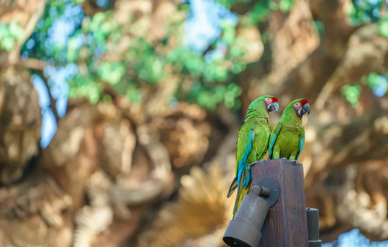 Photo wallpaper bird, pair, Ara, puppy