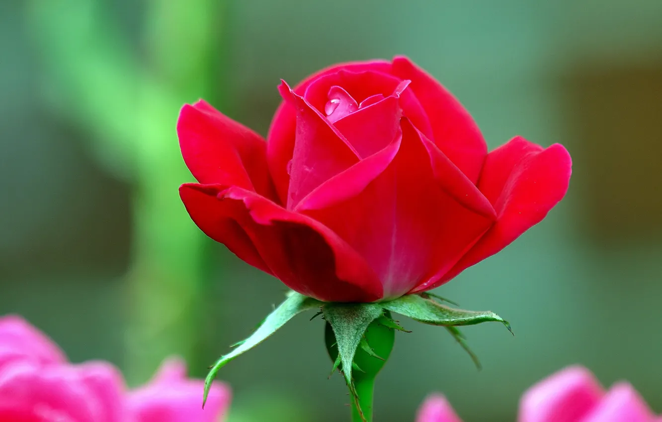 Photo wallpaper rose, petals, red, scarlet, bokeh
