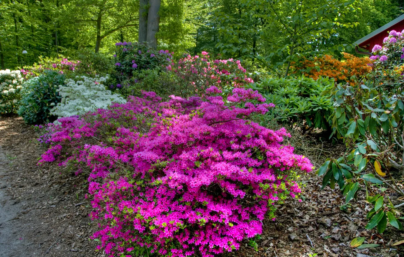 Photo wallpaper greens, trees, flowers, Park, Sweden, the bushes, rhododendron, Helsingborg