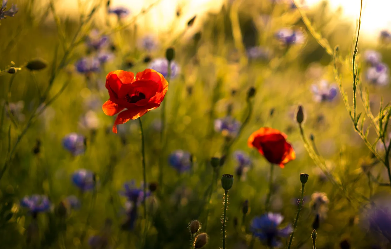 Photo wallpaper flowers, nature, Maki