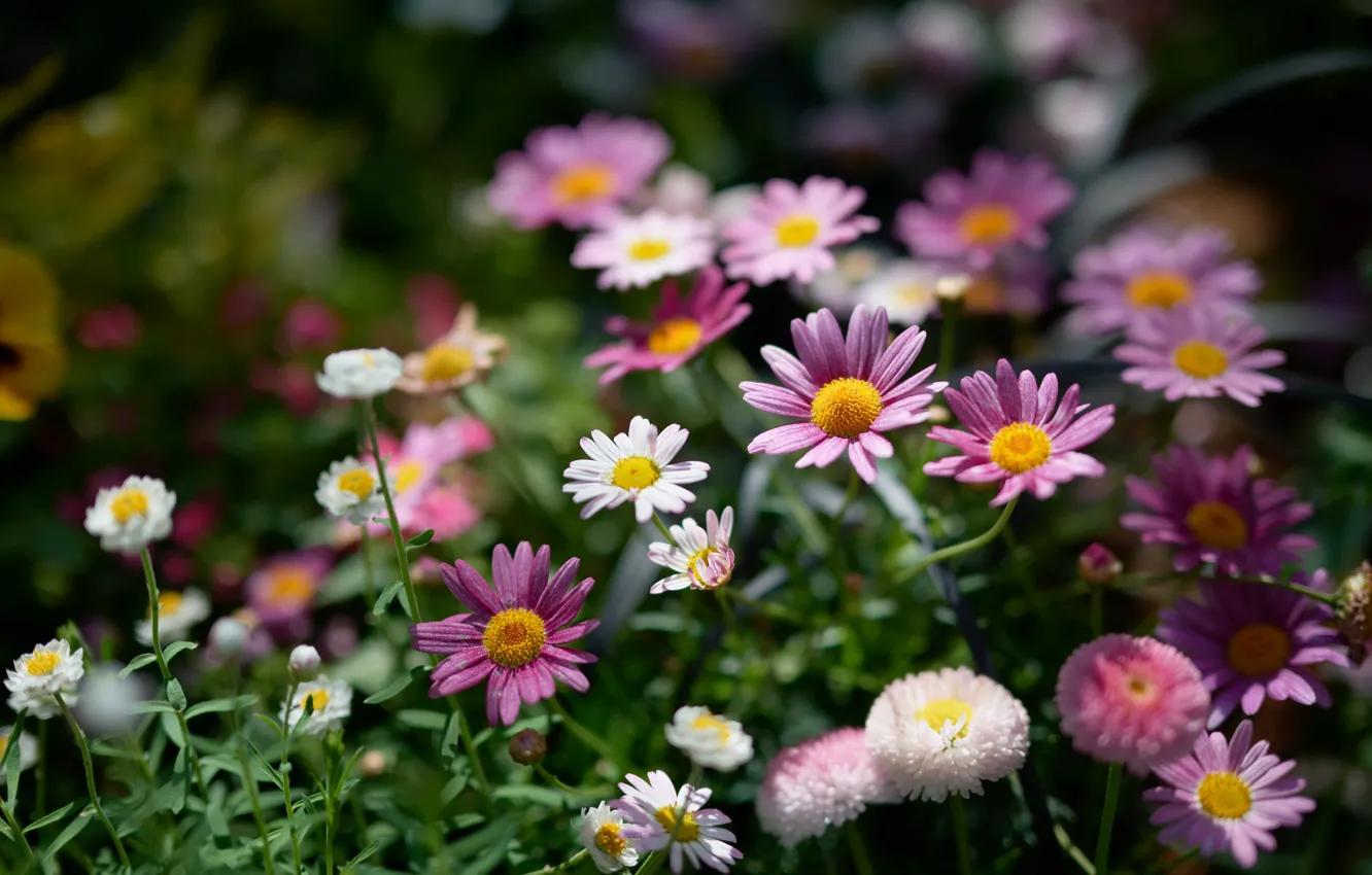 Photo wallpaper flowers, pink, white, flowerbed, different, bokeh, feverfew