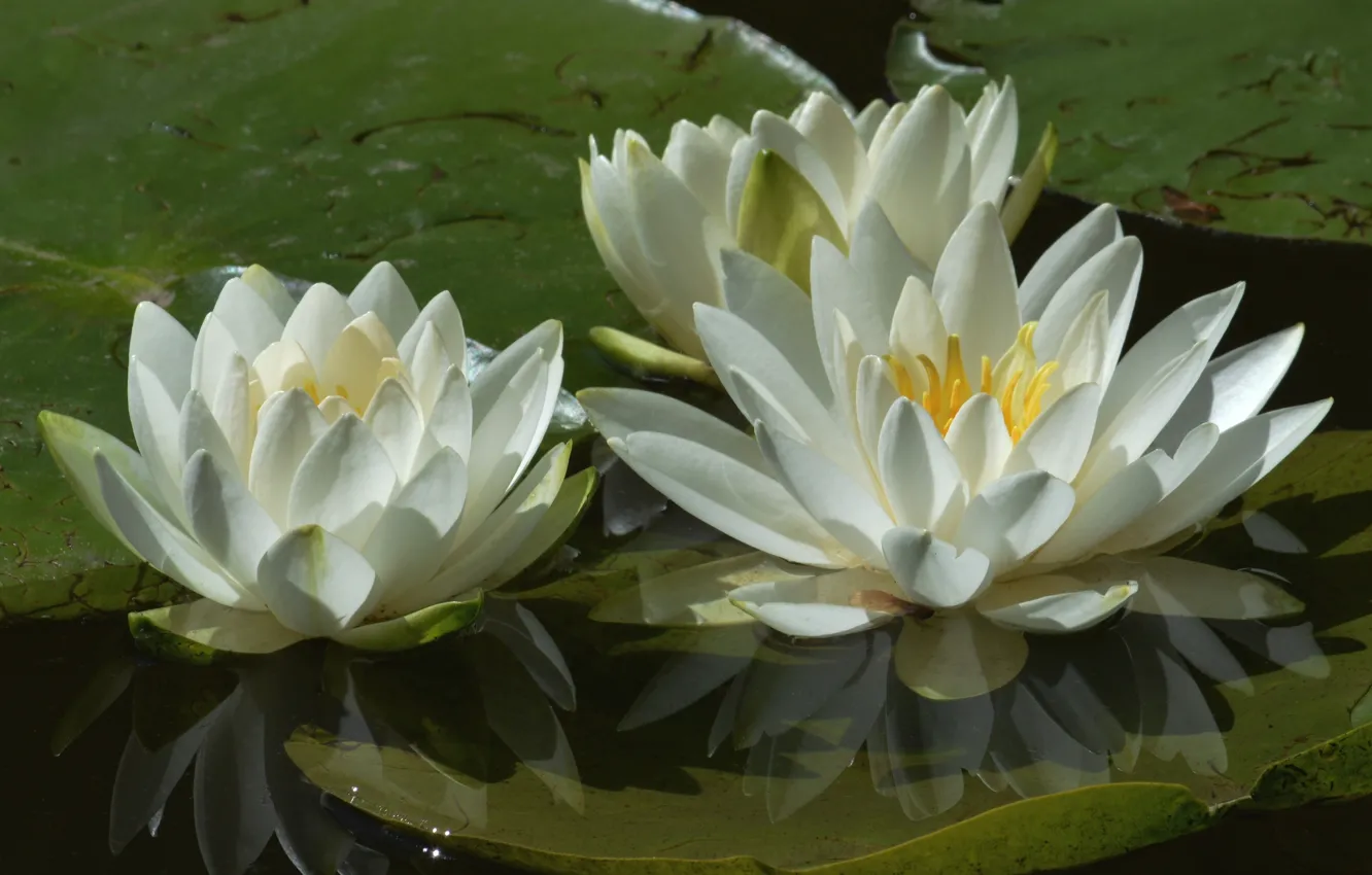 Photo wallpaper white, water, macro, petals, trio, water lilies, Nymphaeum