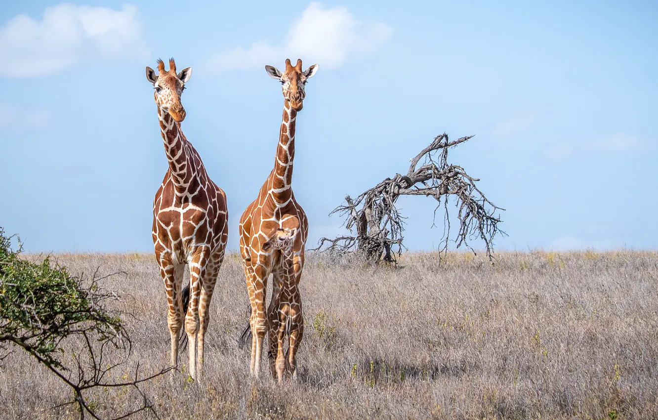 Photo wallpaper giraffe, pair, Savannah