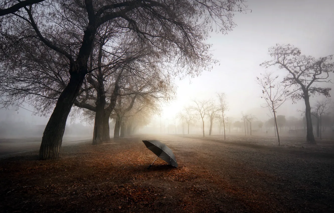 Photo wallpaper road, trees, fog, umbrella
