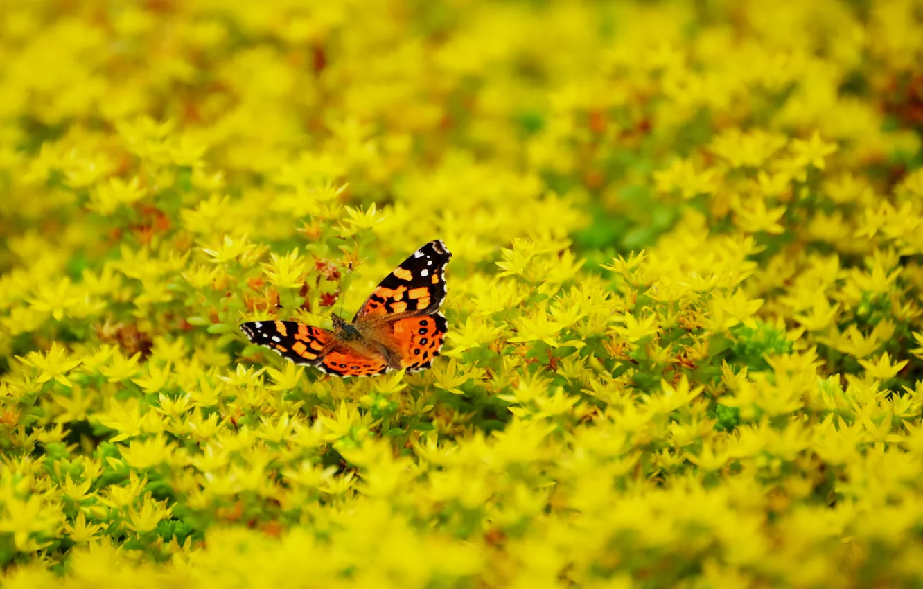 Photo wallpaper greens, summer, butterfly