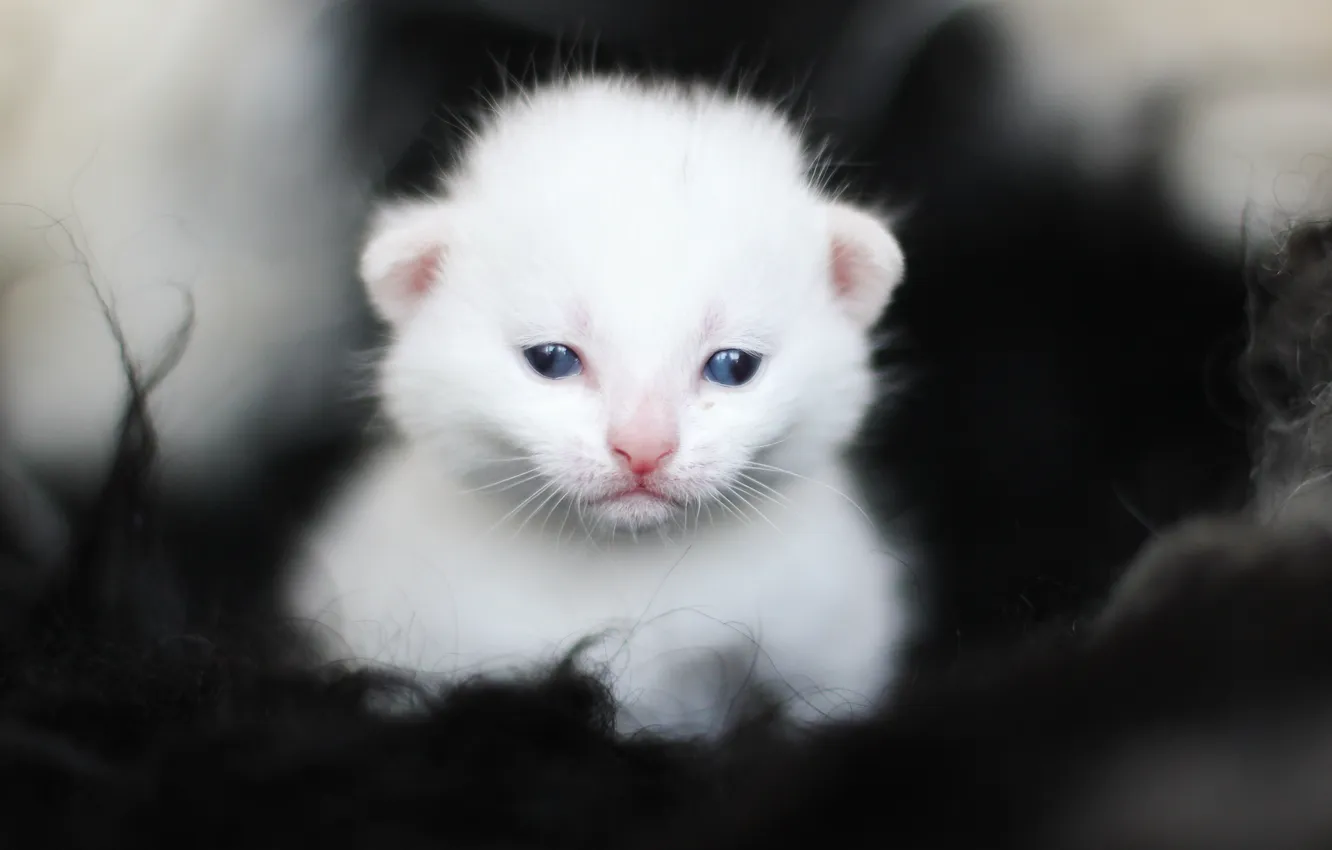 Photo wallpaper white, kitty, eyes, baby, muzzle