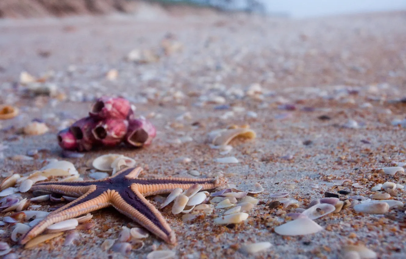 Photo wallpaper sand, beach, light, shore, shell, starfish