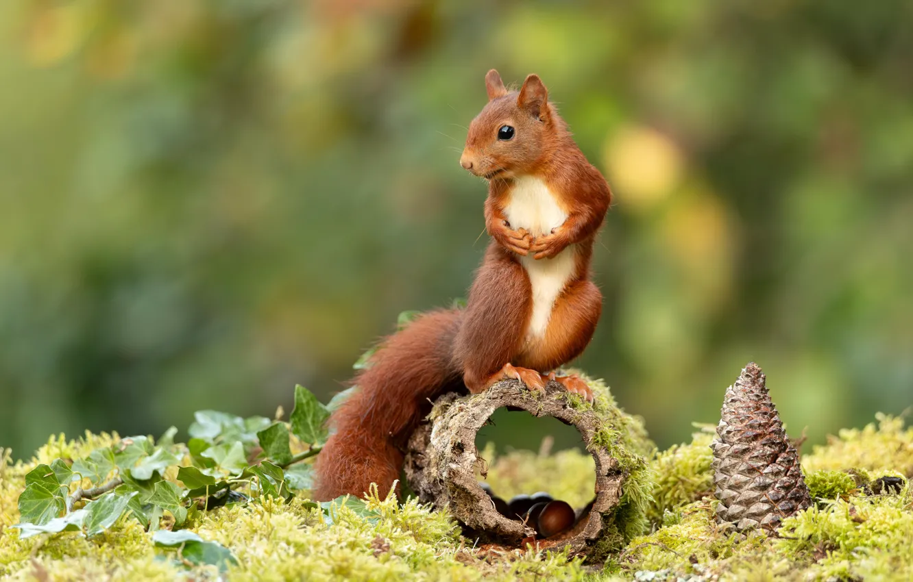 Photo wallpaper moss, blur, protein, red, bumps