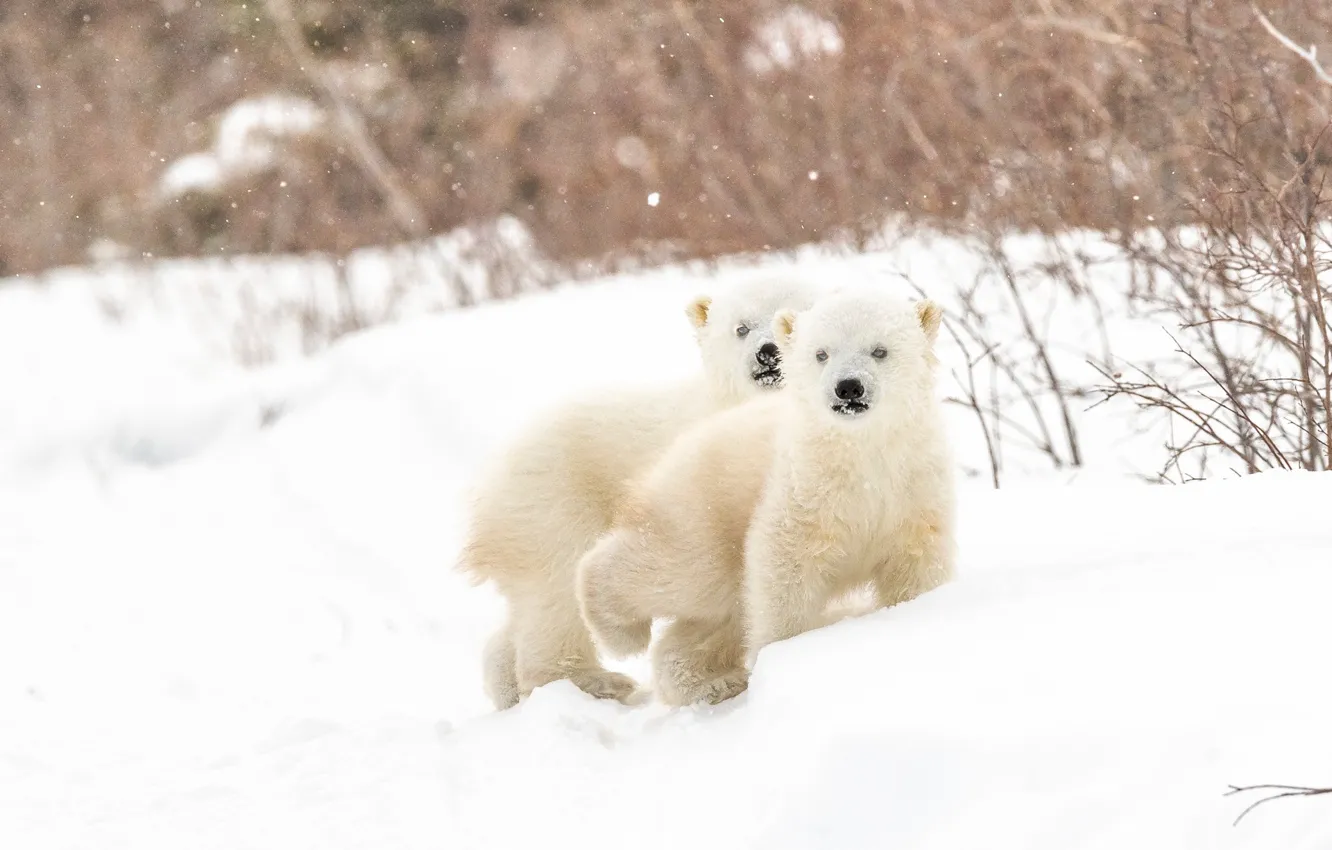 Photo wallpaper winter, snow, bears, a couple, cubs, Polar bears, two of the bear, Polar bears