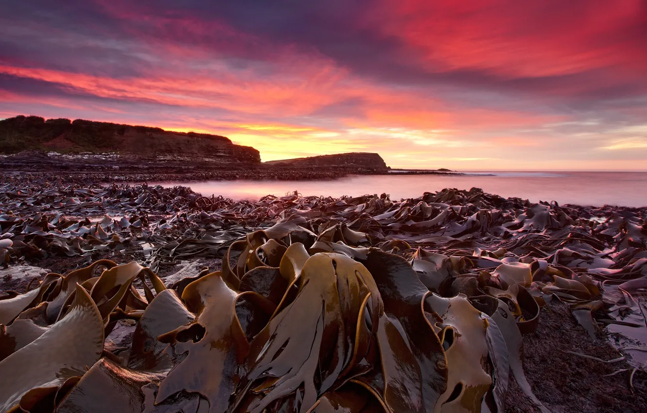 Photo wallpaper algae, shore, morning