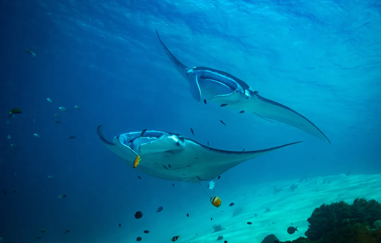 Photo wallpaper ocean, fish, marine life, blanket ray