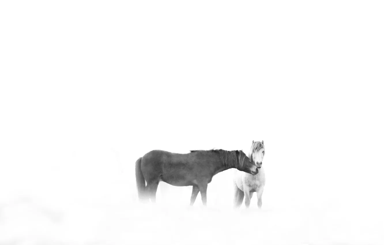 Photo wallpaper love, winter, horses