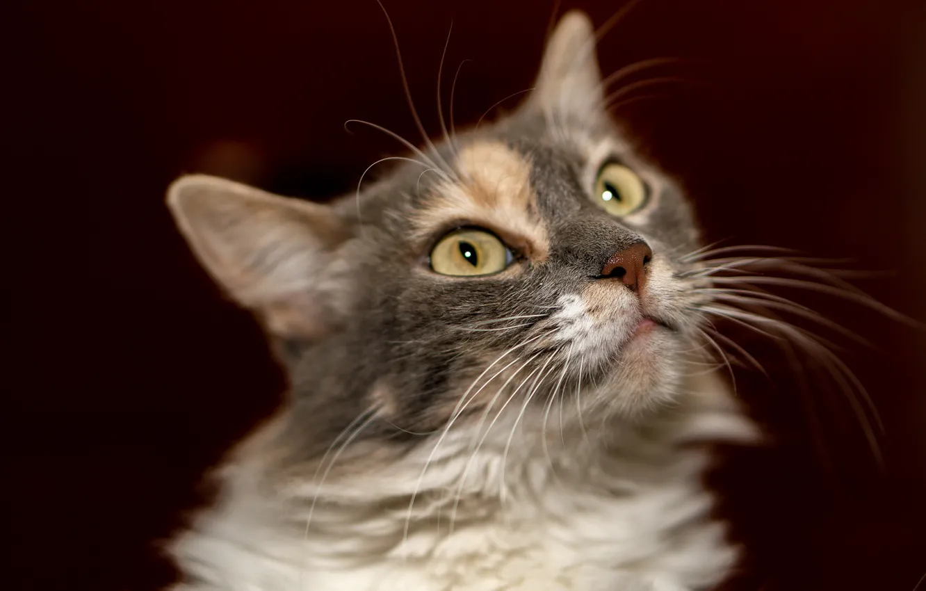 Photo wallpaper cat, grey, Burgundy background
