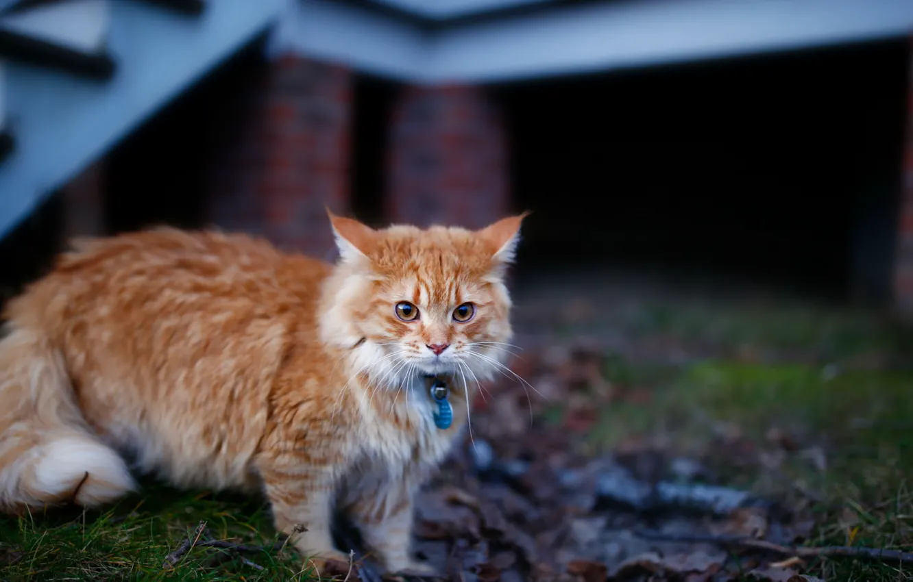 Photo wallpaper cat, look, background