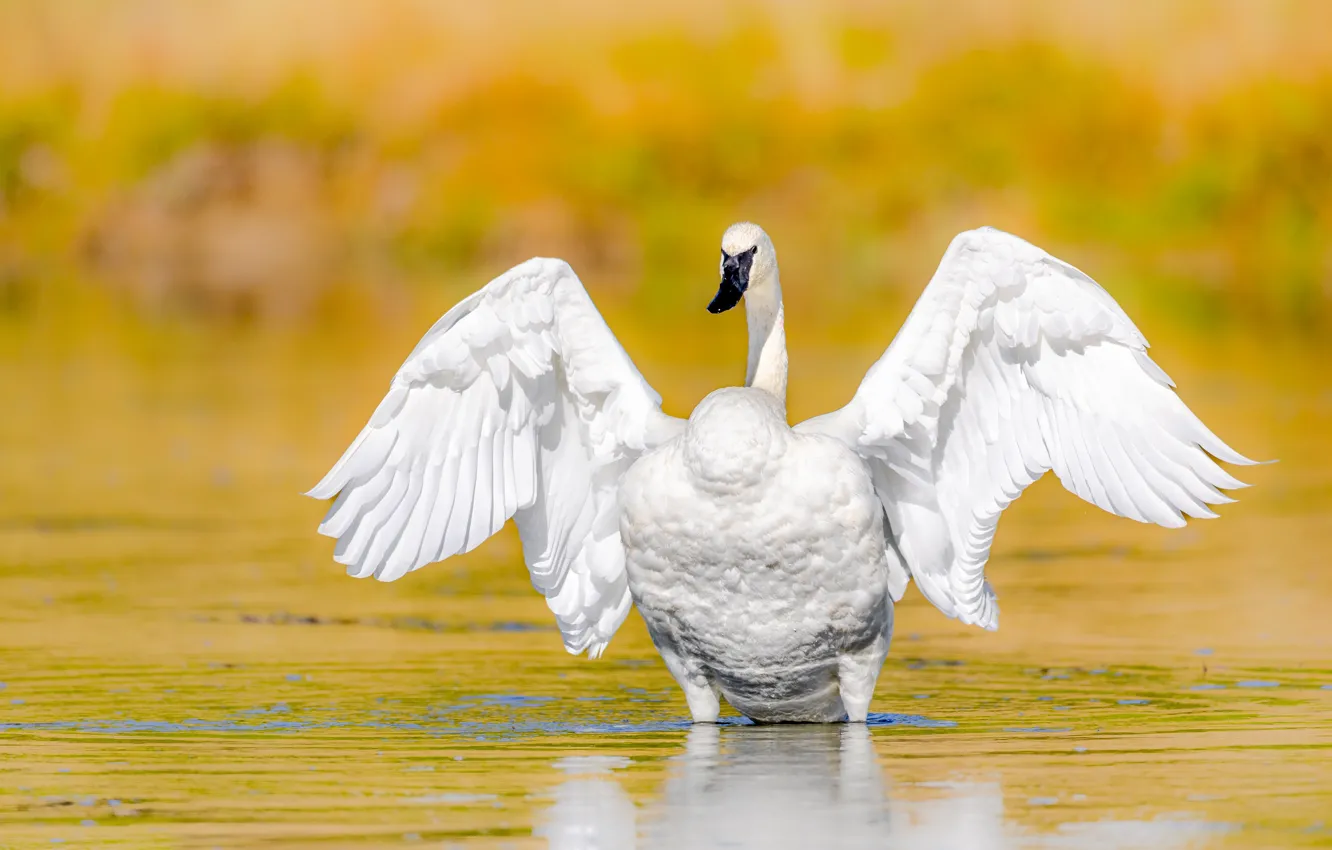 Photo wallpaper white, pose, bird, wings, swans, yellow background, pond, wingspan