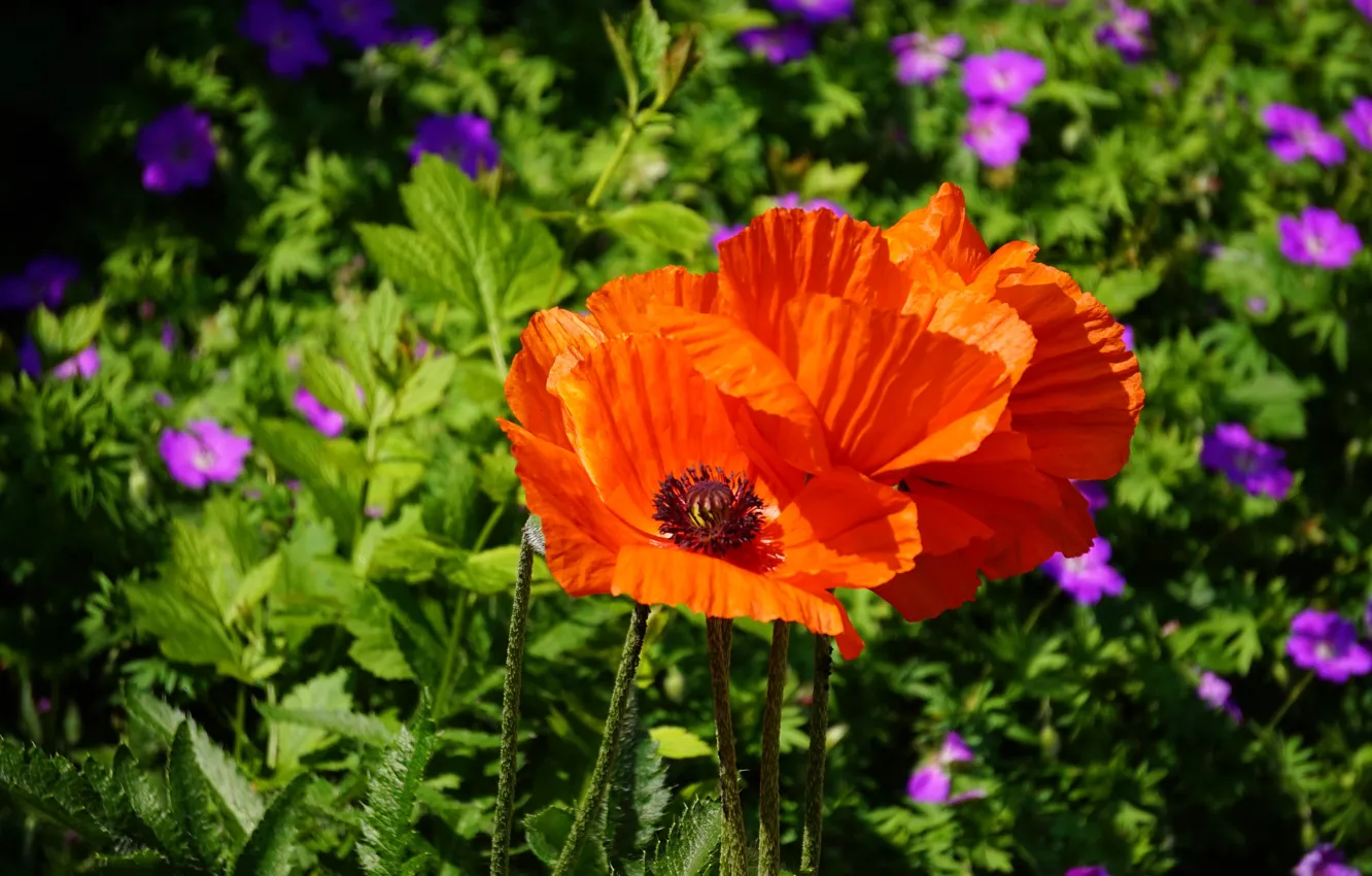 Photo wallpaper greens, summer, leaves, flowers, red, glade, Mac, Maki