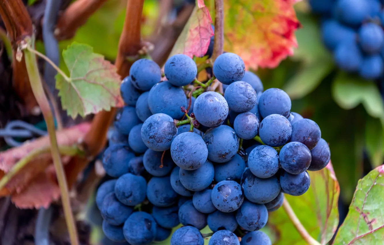 Photo wallpaper leaves, macro, blue, nature, garden, fruit, grapes, hanging