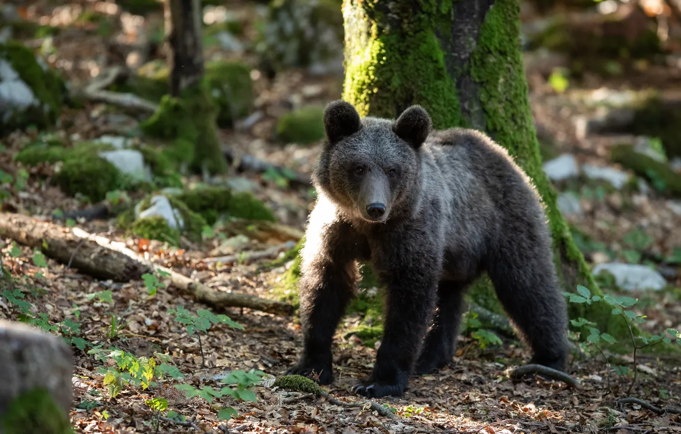 Photo wallpaper forest, trees, moss, bear, bear, bear, brown