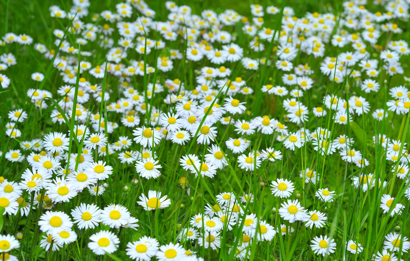Wallpaper field, flowers, photo, chamomile, a lot images for desktop ...