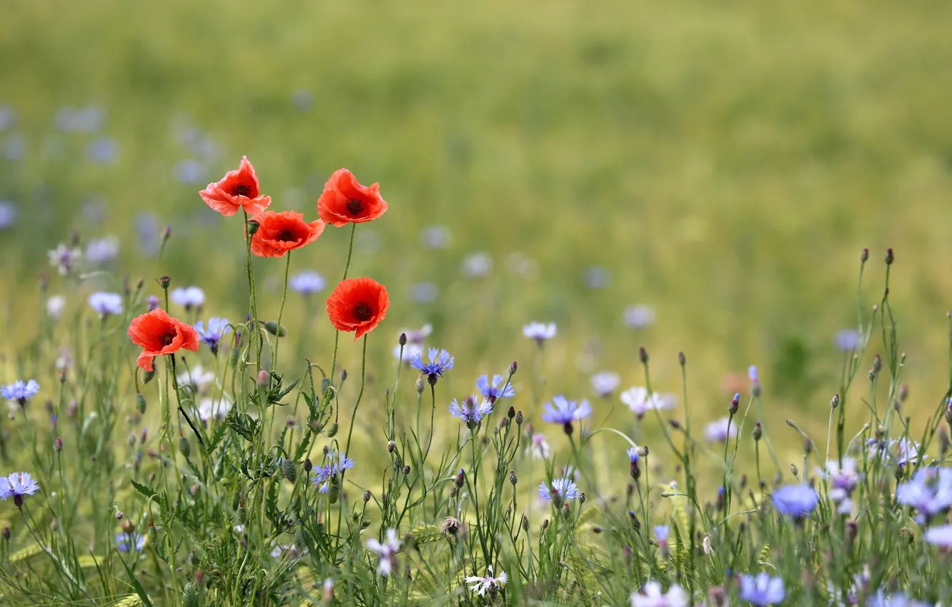 Photo wallpaper flowers, wheat, buttons, poppies, buds