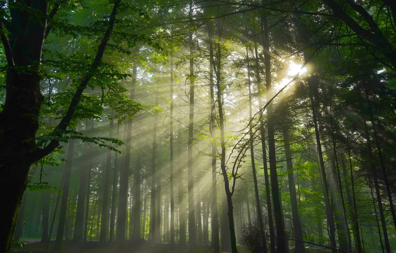 Photo wallpaper forest, the sun, rays, light, trees, branches, nature, fog