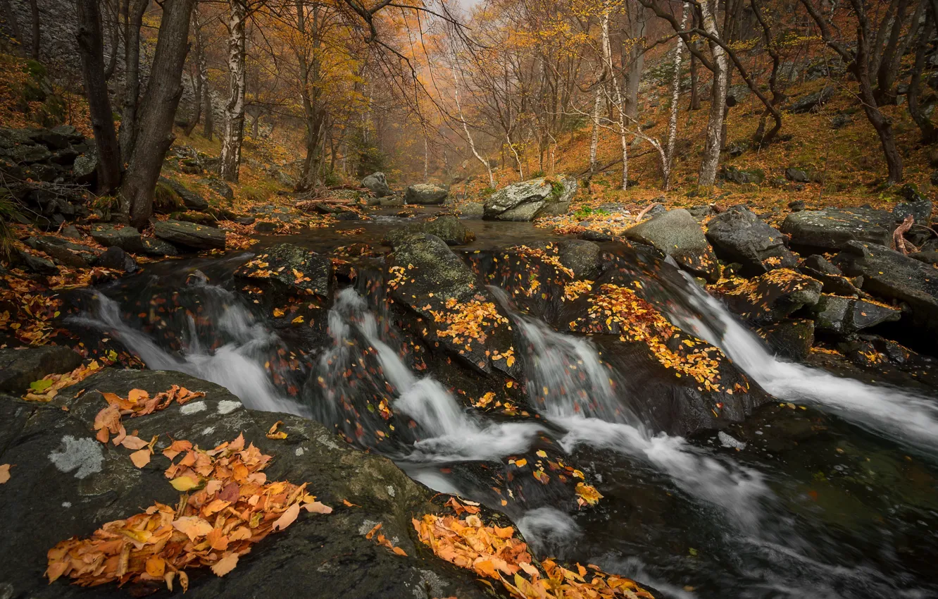Photo wallpaper autumn, forest, leaves, nature, stream, stones, waterfall, river