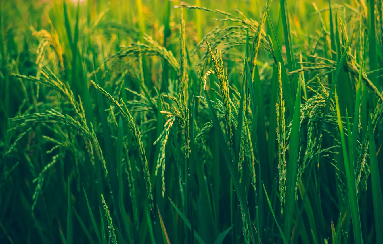 Photo wallpaper Grain, Green, Harvest, Grains, Green, Pasture, Rice, Crop