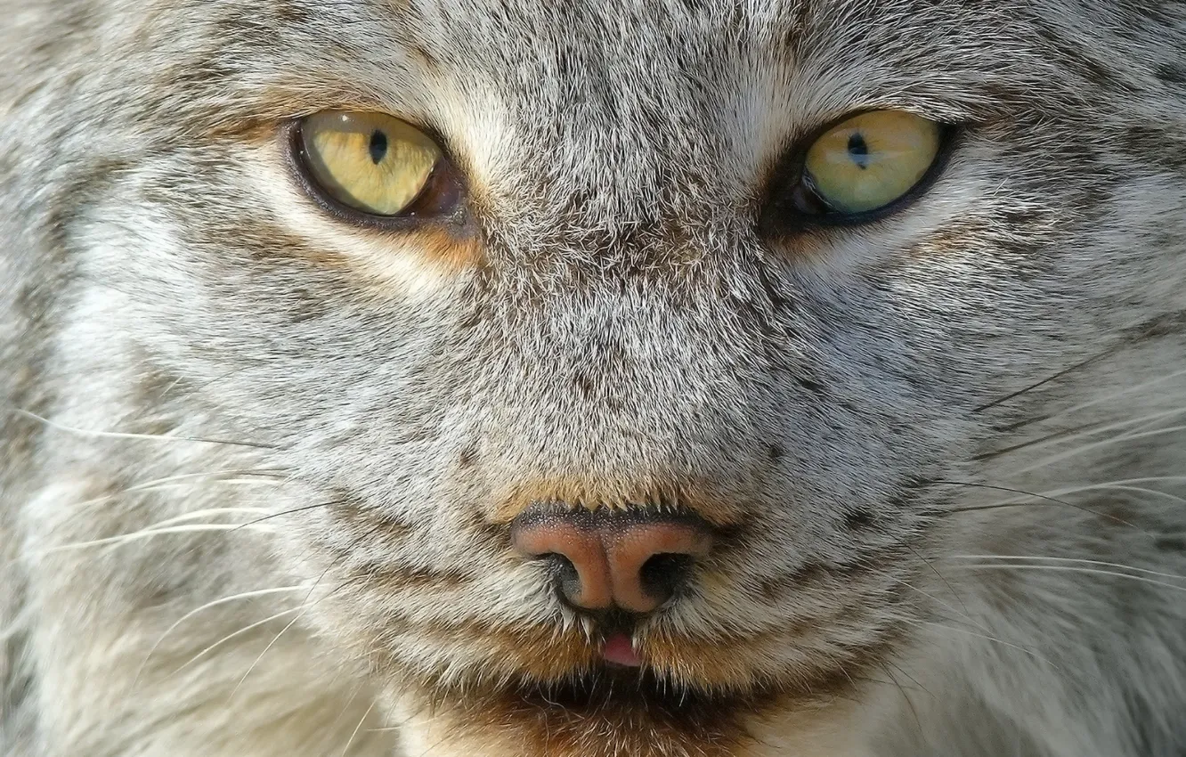 Photo wallpaper look, face, light, portrait, wool, lynx