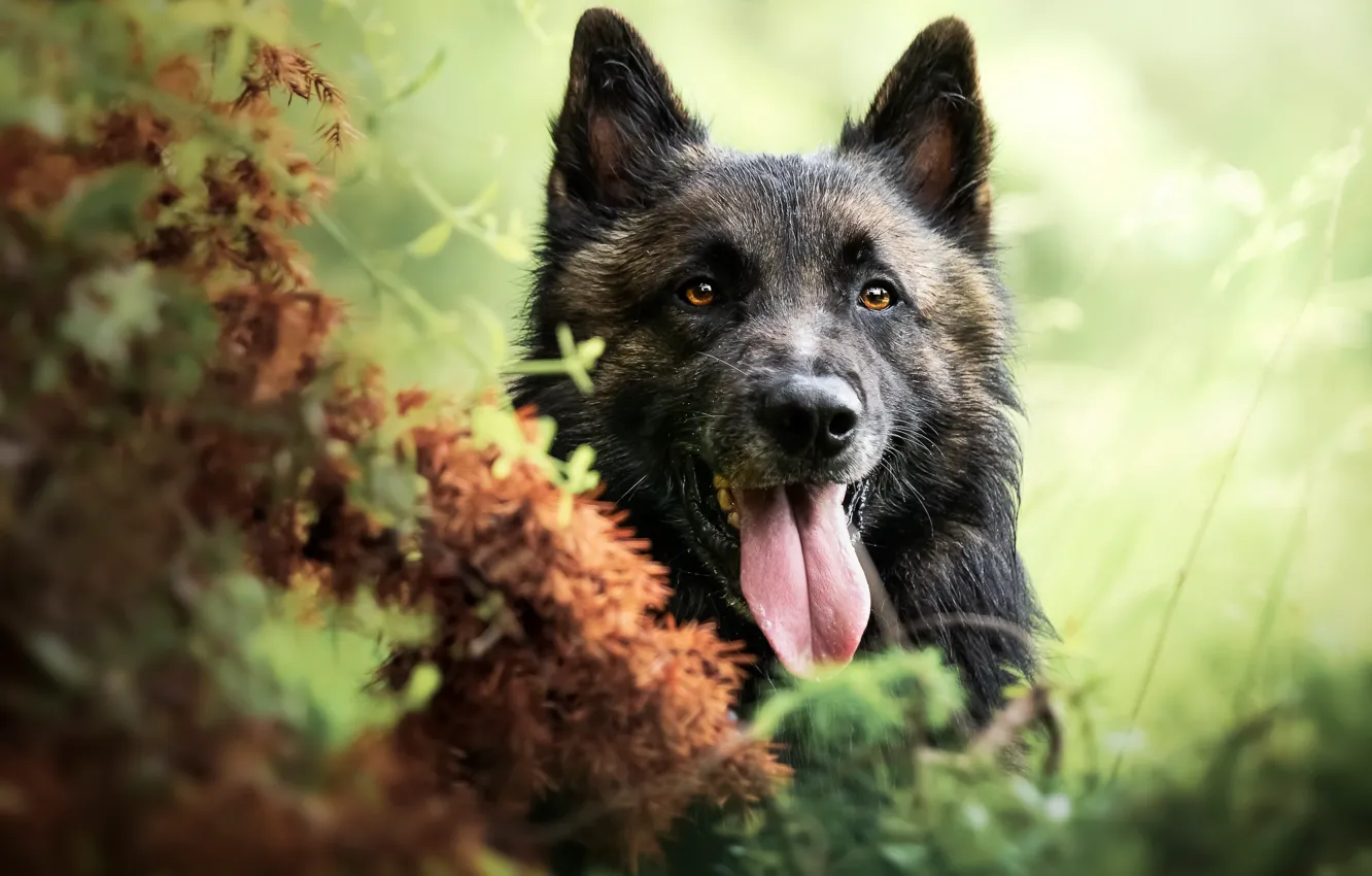 Photo wallpaper nature, each, dog