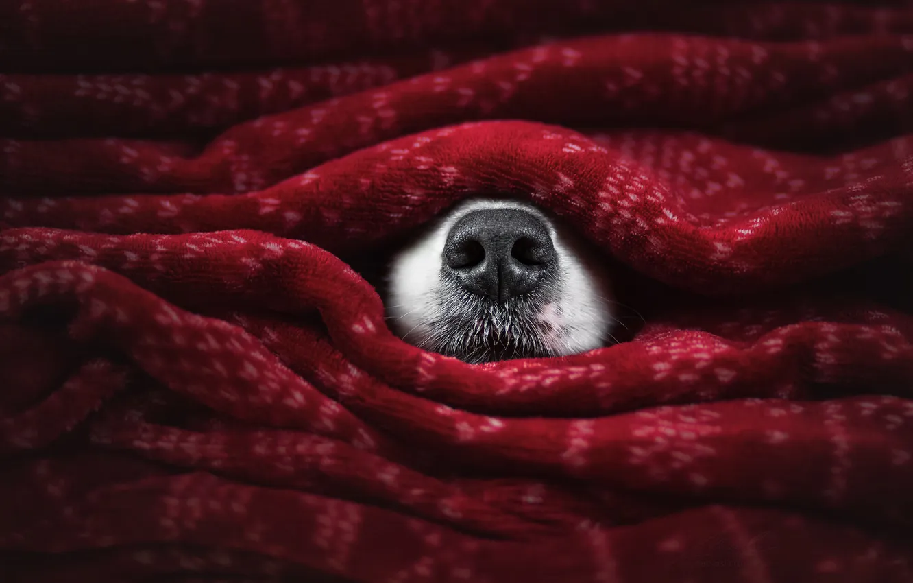 Photo wallpaper pose, dog, nose, face