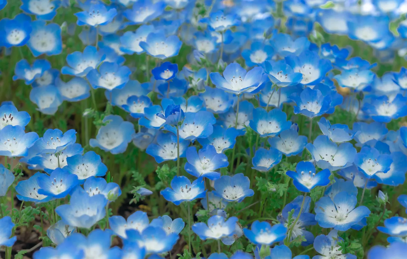 Photo wallpaper flowers, blue, glade, spring, a lot, bokeh, Nemophila