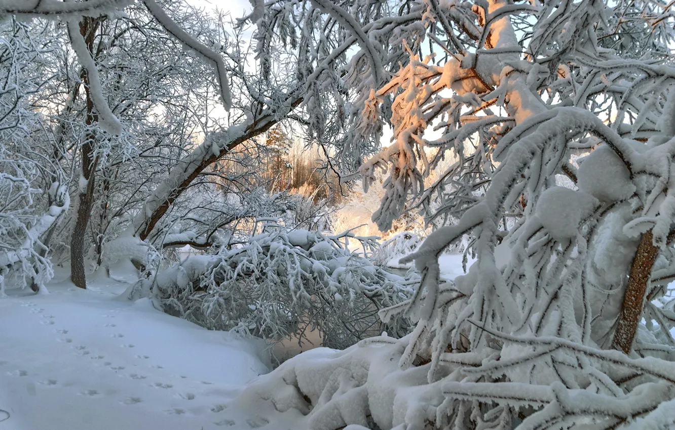 Photo wallpaper winter, light, snow, trees, traces