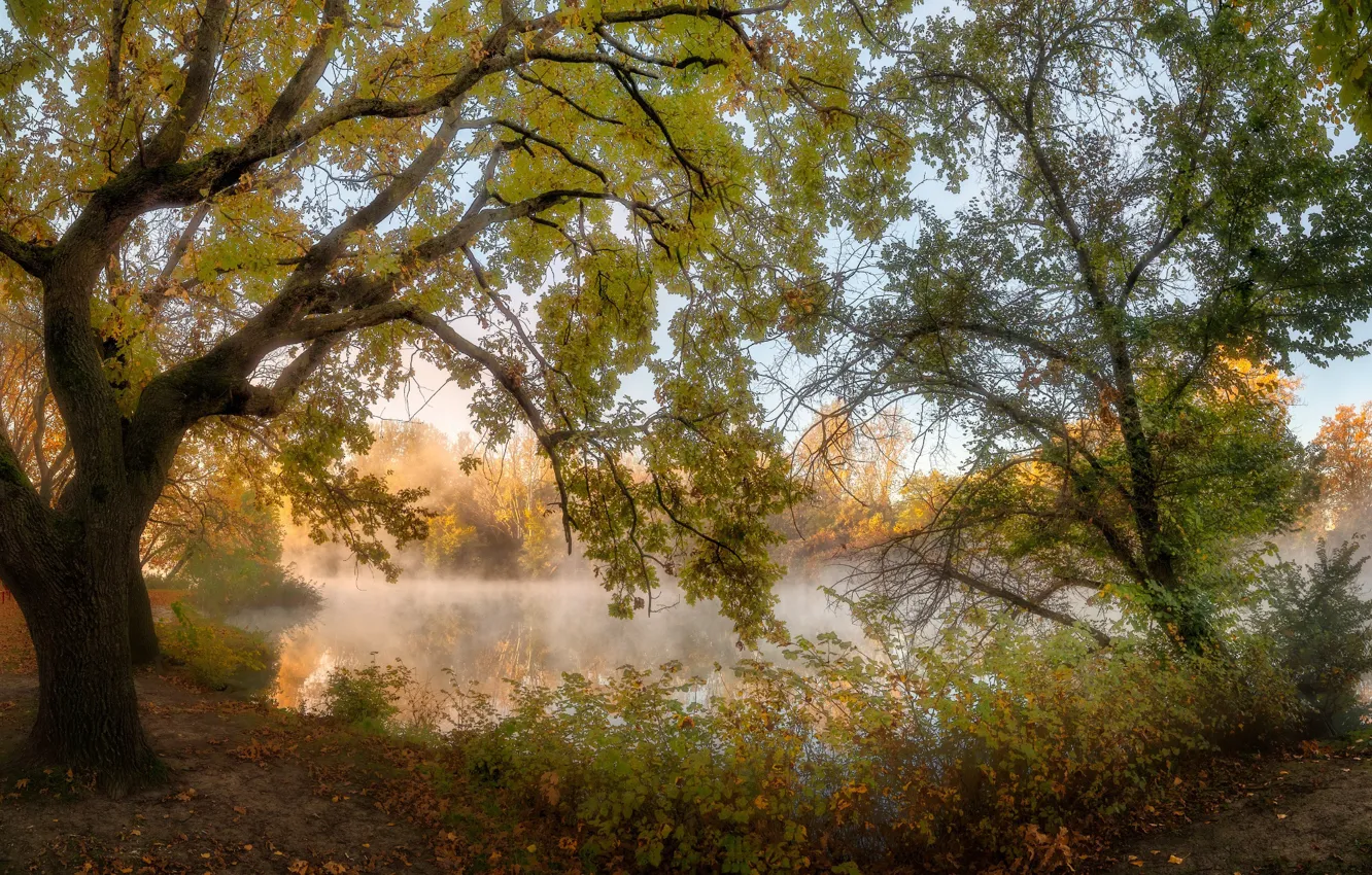 Photo wallpaper autumn, trees, landscape, nature, fog, pond, Alexander Plekhanov