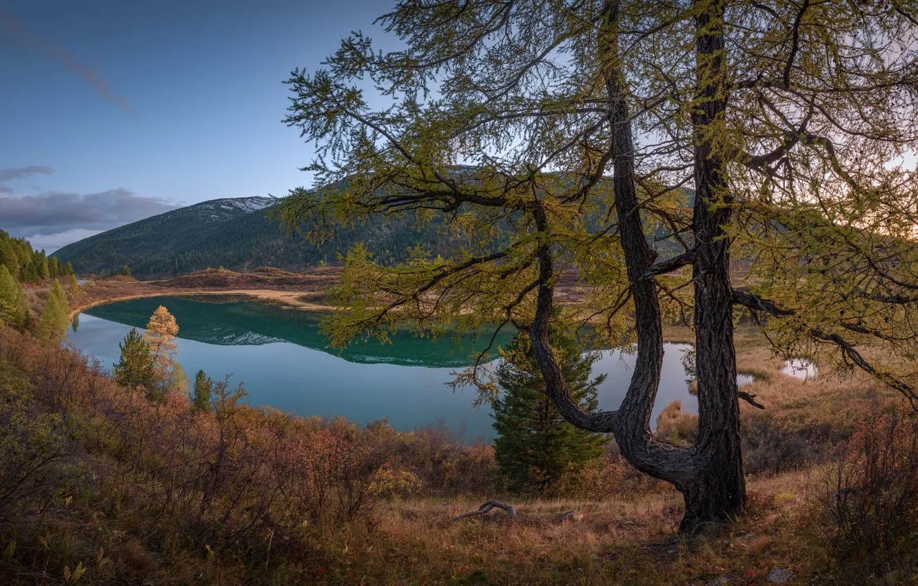 Photo wallpaper autumn, trees, landscape, mountains, nature, lake, Altay, larch