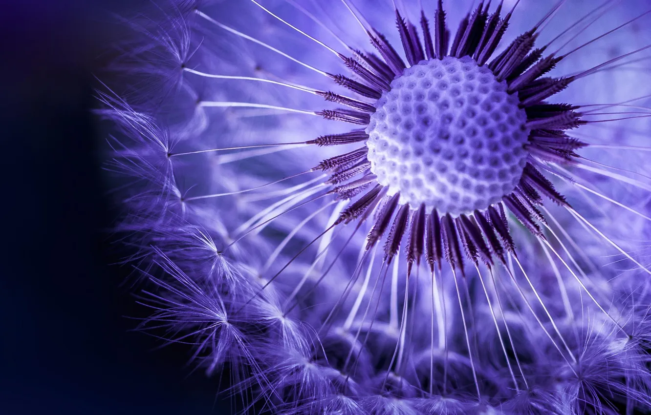 Photo wallpaper macro, flowers, dandelion