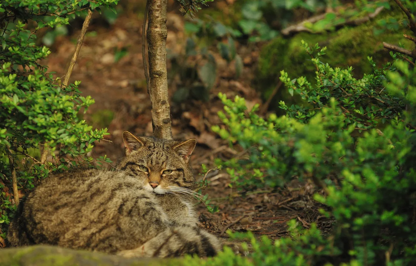 Photo wallpaper cat, cat, the bushes, wild, Scottish