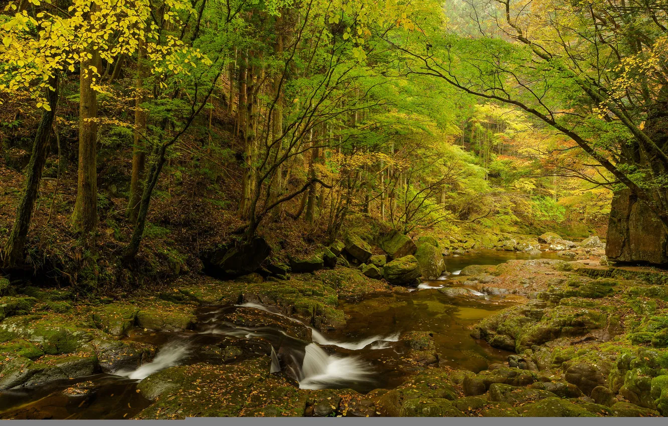 Photo wallpaper autumn, forest, trees, river, stones, rocks