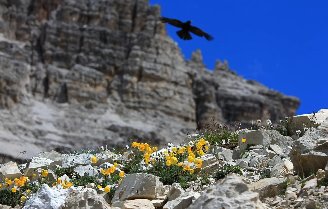 Photo wallpaper flowers, mountains, stones, rocks, bird, nebo