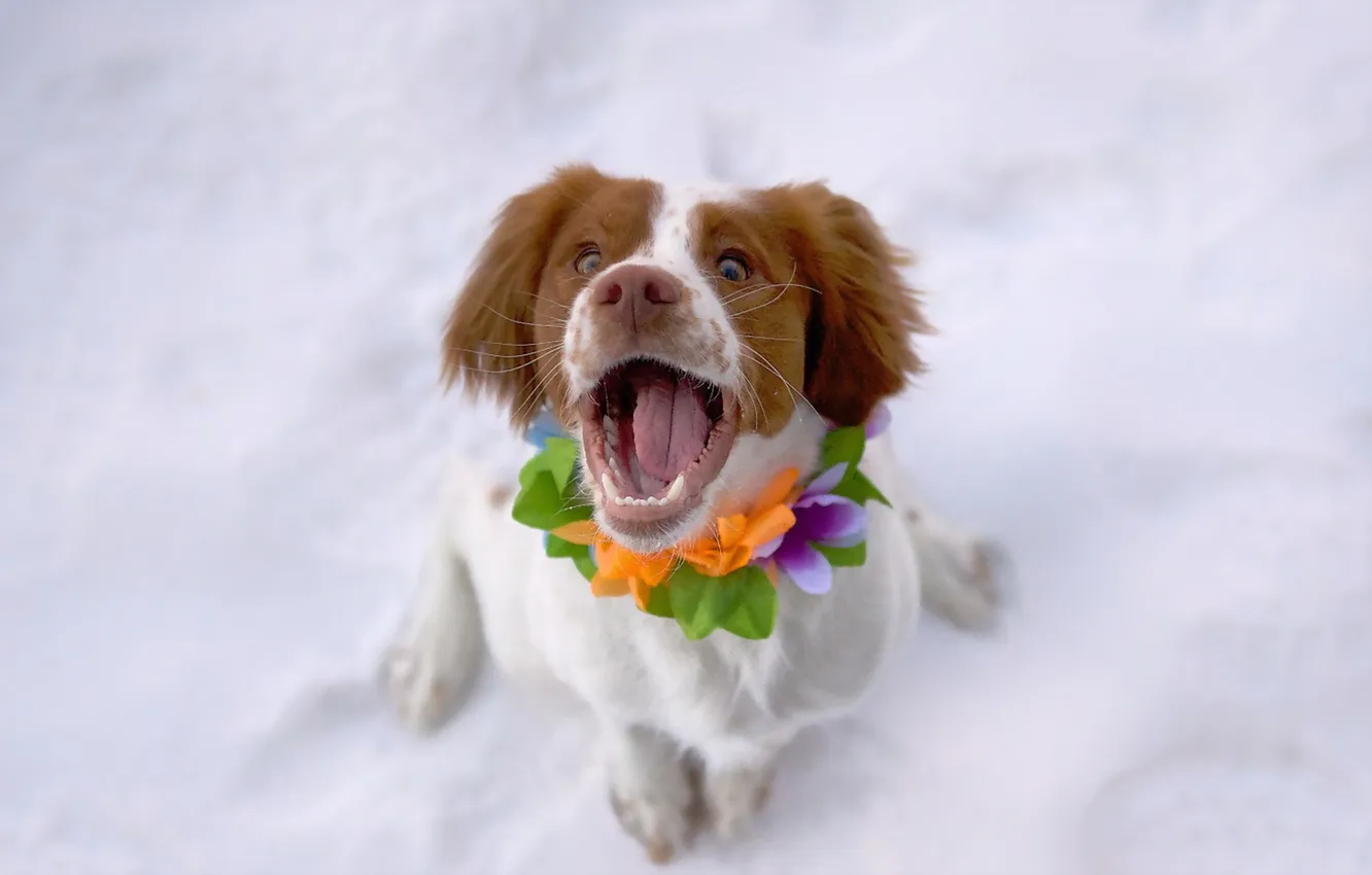 Photo wallpaper look, each, dog