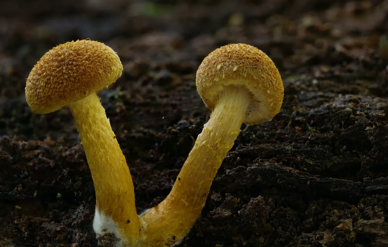 Photo wallpaper autumn, nature, background, mushrooms, pair, Beat Buetikofer
