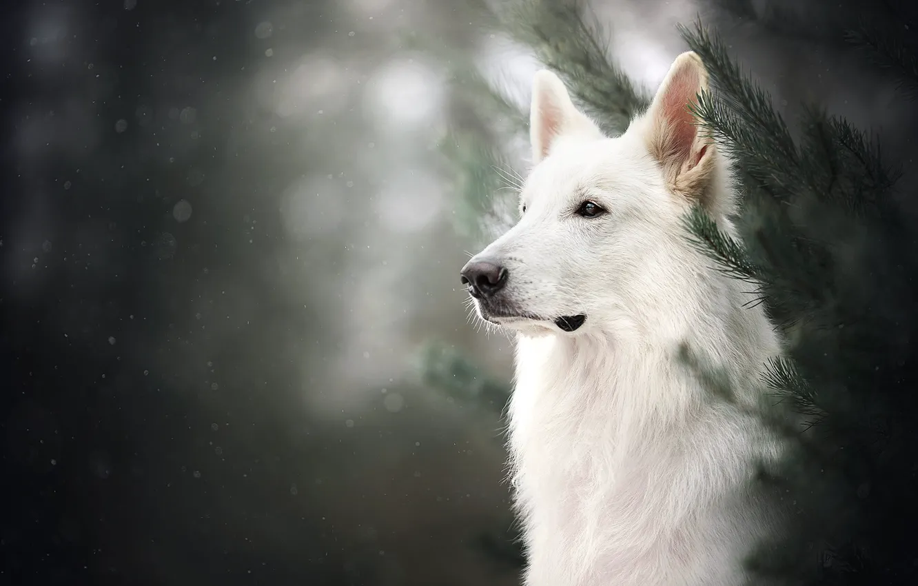 Photo wallpaper face, branches, portrait, dog, bokeh, The white Swiss shepherd dog