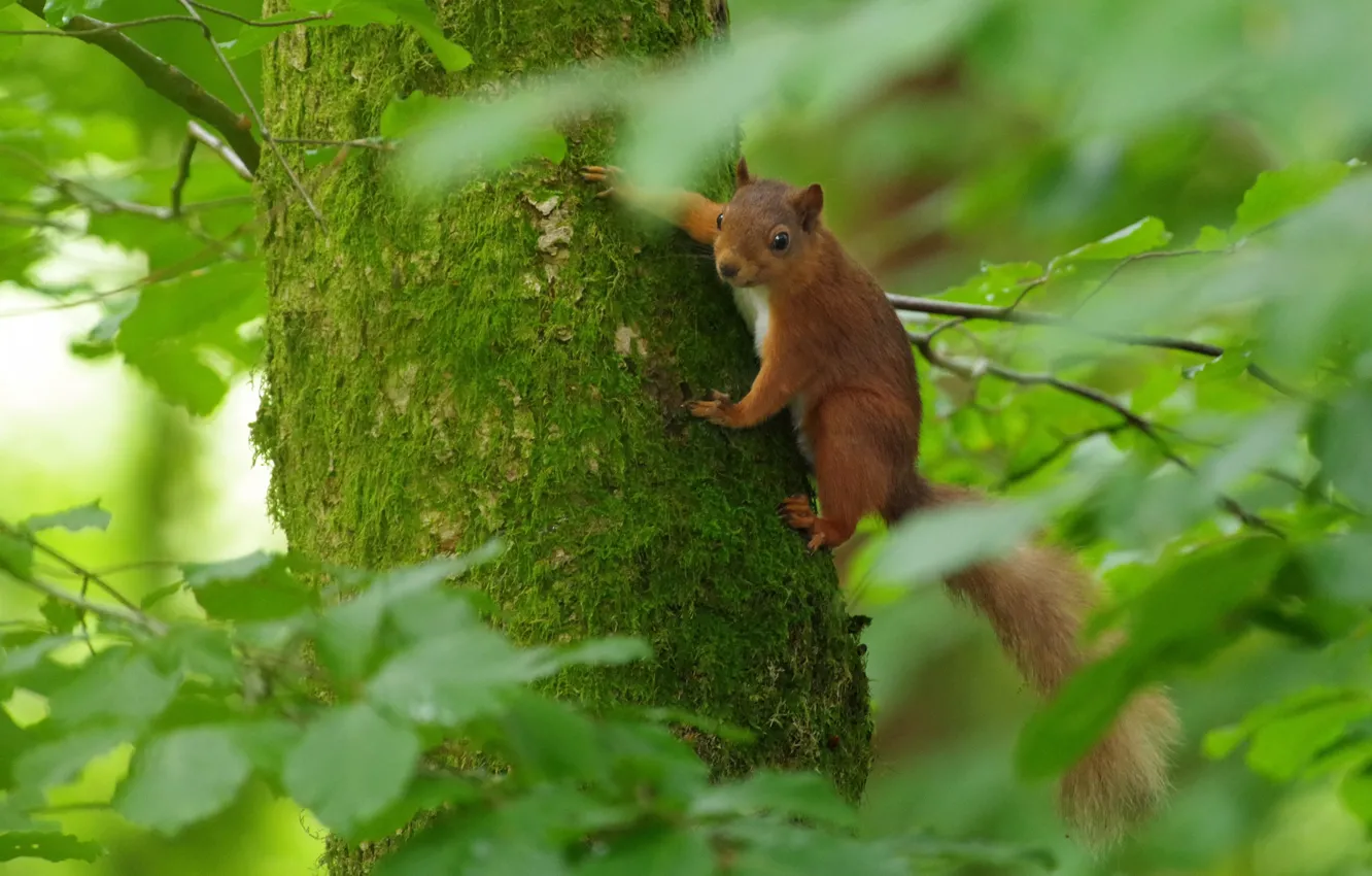 Photo wallpaper legs, protein, cutie, ears, ponytail