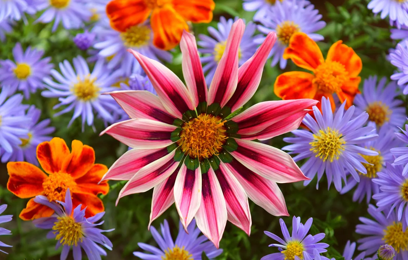 Photo wallpaper flowers, colors, flowers