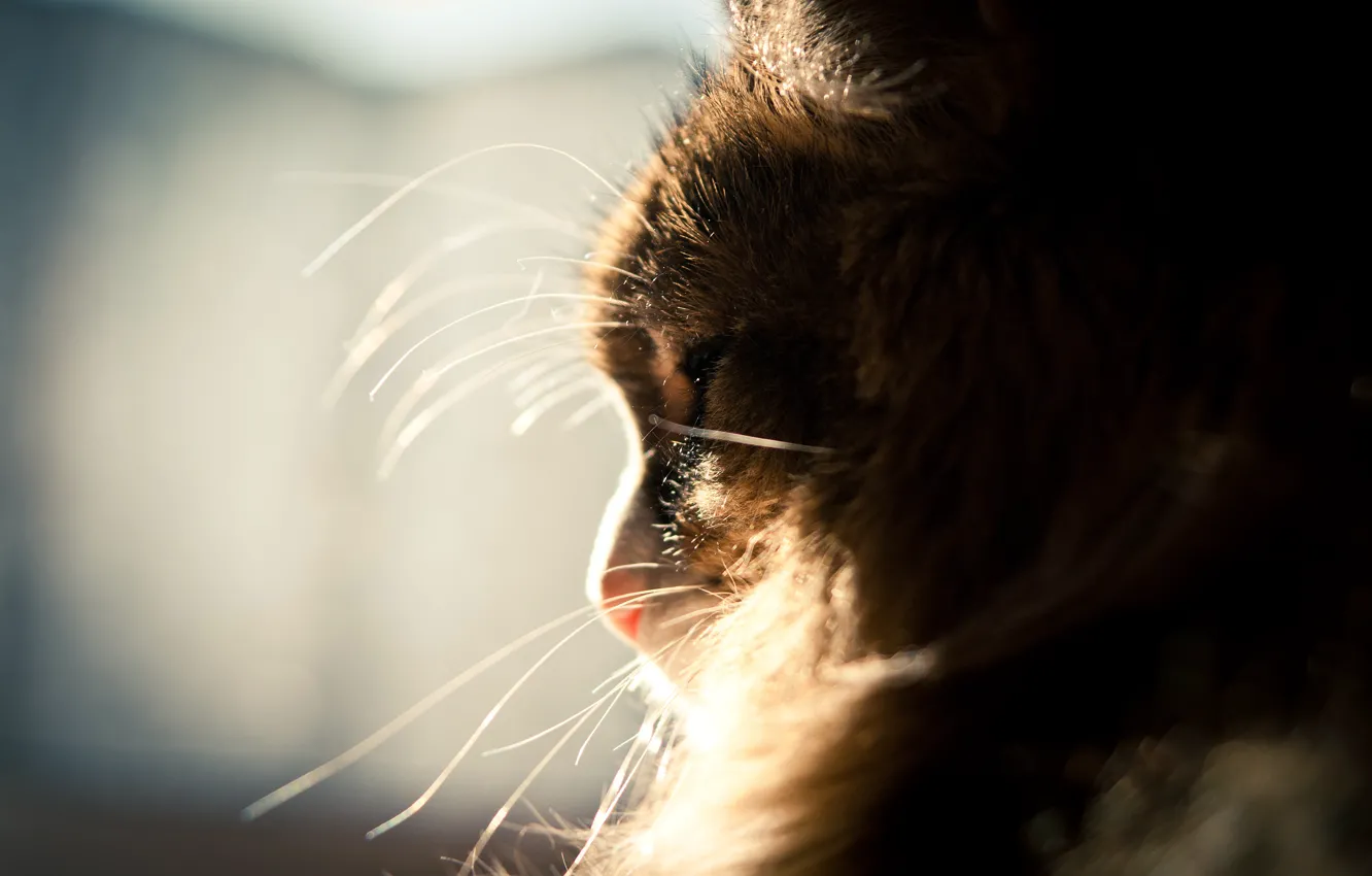 Photo wallpaper cat, mustache, the sun, fluffy, window, sleeping